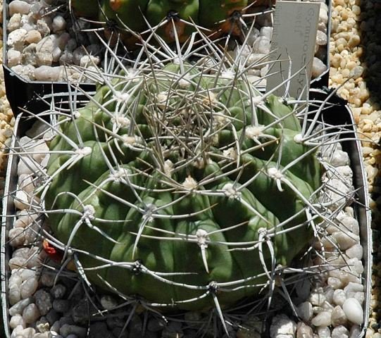 Gymnocalycium_mostii